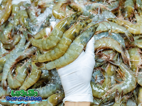 ขายส่งขายปลีกกุ้งขาวสด คัดพิเศษ หลายขนาด